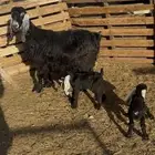 عنز عارضيه متبع
