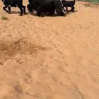 عنز عوارض خصم الخصم مواليد تممم البيع
