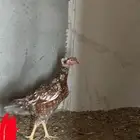 دجاج باكستاني سندي
