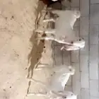 عدد 3 تيوس برص