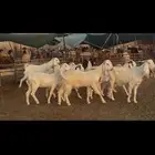 معزا مشاريك دفيع .
