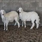 يتوفر ذبايح جذعان تمايم وبرابر مرابي