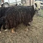 نجديه والد