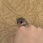 السنجاب القزم