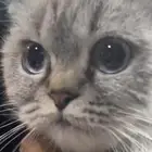 بسه قطوه للبيع اليفه