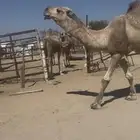 للبيع رباع اشقح مشروط جبر وعظم