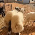 خرفان نعيم