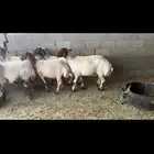 غنم نعيم فاخره