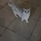 بسة بيت ضايعة في حي الروضة