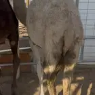 قعود وبكره كفو من تحت اماتها للبيع السعر مناسب