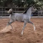 مهرة واهو فاخرة بنت دينار