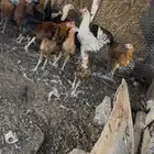 دجاج