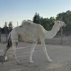 للبيع خلفه وضحا كفو تحتها بكره