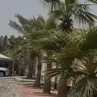 للبيع شجر واشنطني