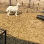 للبيع الطلي