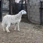 سديس صنف