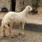 مشروع فحل