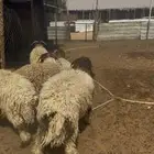 ذبايح نعيمي جبر الخرج