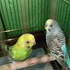 عصافير الحب للبيع