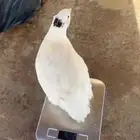 للبيع بيض سمان تكساس