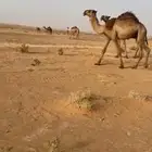 قعود وثلاث أبكار للبيع
