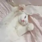 قط للتمني شرازي