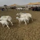 3ضان و3 معزا بعيالها