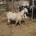 عنز هولنديه متوم