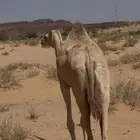 بكره للبيع