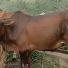 حسلان ذكور محايل عسير
