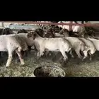 جذعات نعيم صنف مقاني