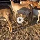 غنم سواكن ولد روم وسلم