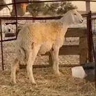 للبيع خروف حري صنف