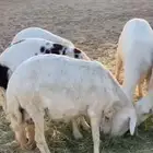 القاعه