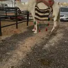 لبيع رحول وضحى وطوع مبيوع ولدها