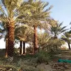 نخل عربي نخل واشنطن نخل ملوكي وبيع جميع الأشجار توريد شبوك
