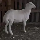 طلي حري كفو