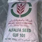 بذور برسيم امريكي