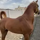 حصان شعبي