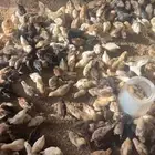 فروخ بلدي شرط