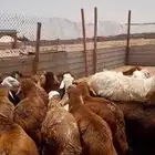 سواكني ذبايح ضحايا الخرج