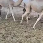 بكار شقح باتليات