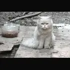 قطه ضايعه الدوحه الجنوبيه