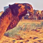 قعود دبياني