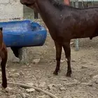 تيس فحل