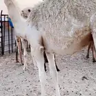 بكره قصب فل الفل