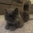 قط للبييع الحقيقه ما اعرف نوعه بس اعرف انه من القطط الغاليه