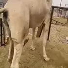 قعدان مفاريد