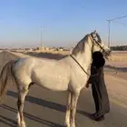 خيل شعبي