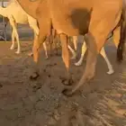 حشو قصب عددها 7 خمس بكار وقعودين
